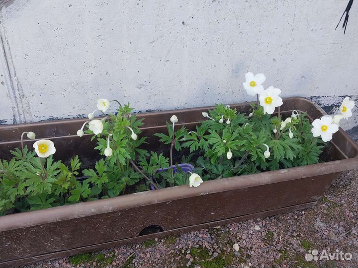 Анемона лесная