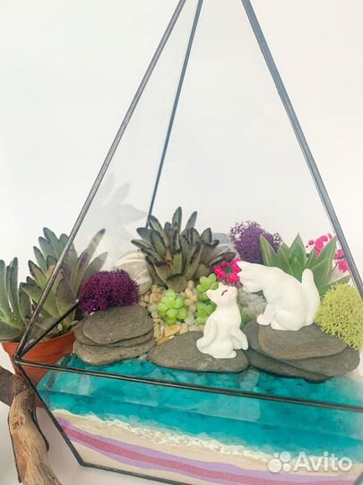 Флорариум суккуленты