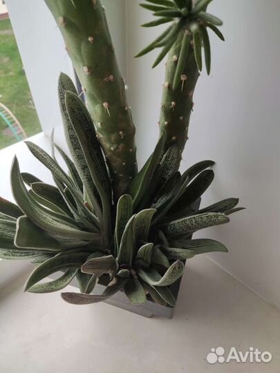 Кактус высокий