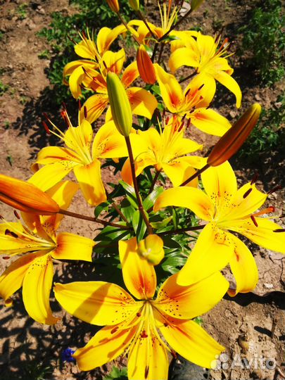 Живые цветы сезонные букеты