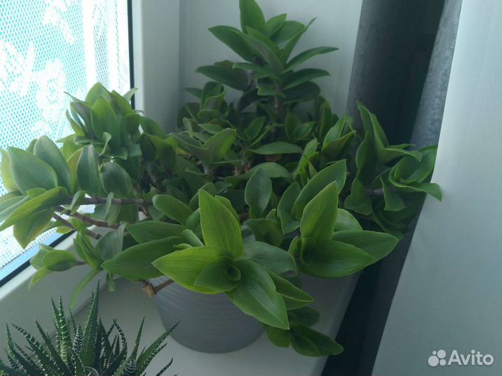 Традесканция