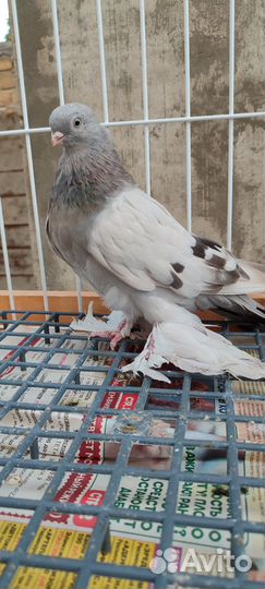 Узбекские бойные голуби(Термезы)молодёжь