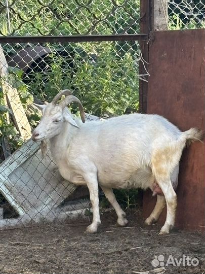 Зааненская дойная коза