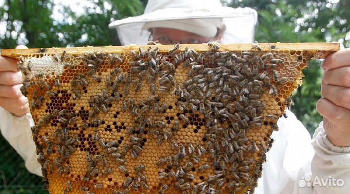 Мед 2023 натуральный алтайский опт