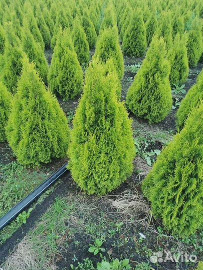 Туи Смарагд