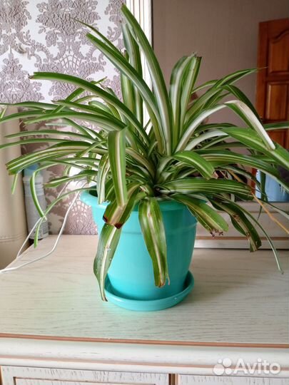 Хлорофитум