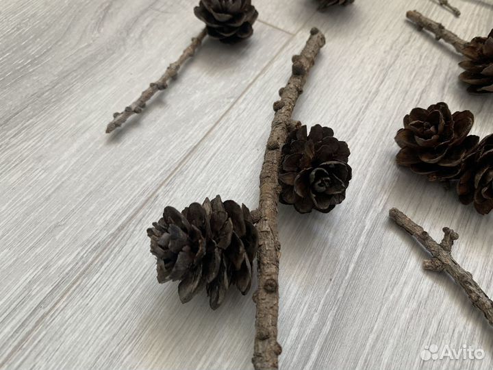 Шишки лиcтвeнницы на вeткe для твopчества