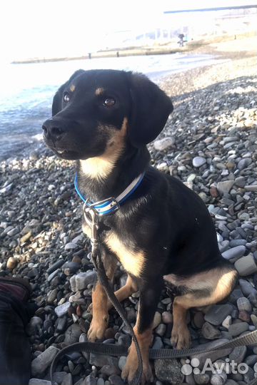 Щенок ищет семью