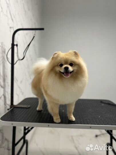 Стрижка собак и кошек всех пород