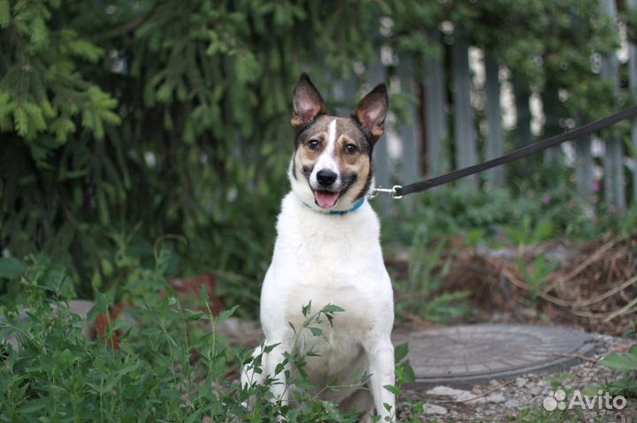 Найда ищет дом