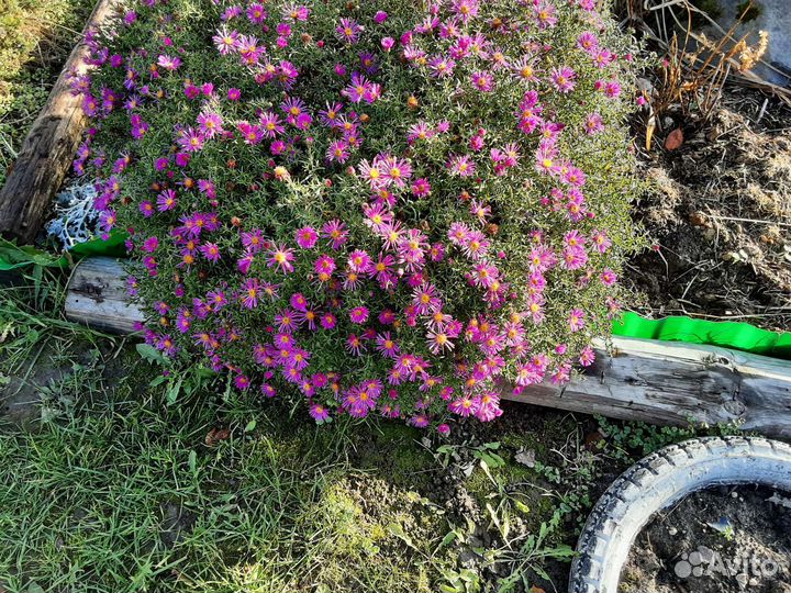 Астра многолетняя