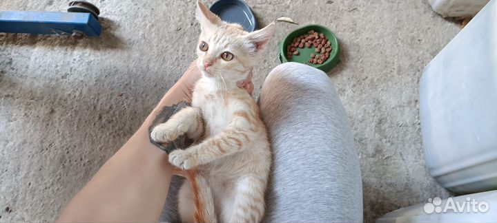 Котёнок девочка 3 мес