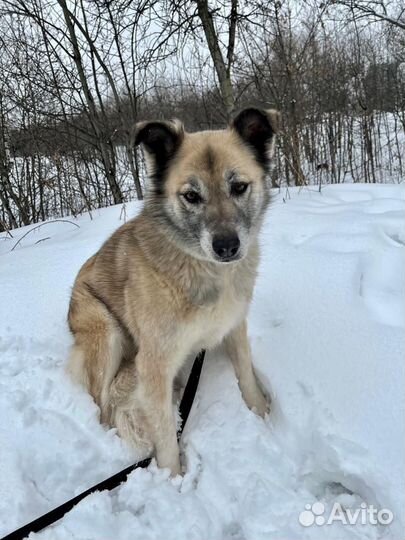 Букля ищет дом