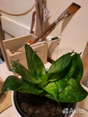 Сансевиерия