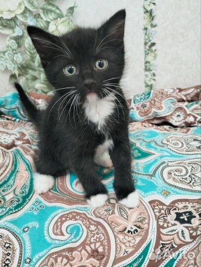 Кот