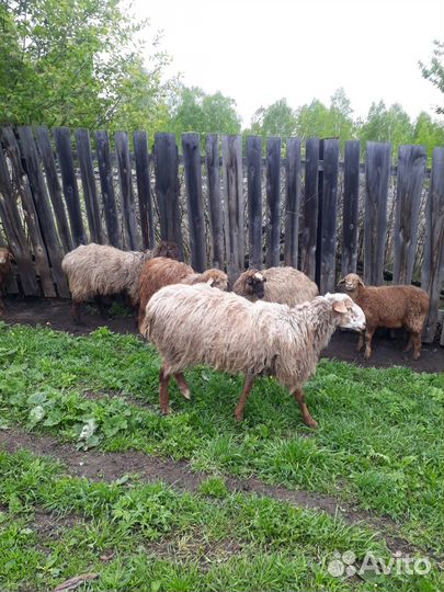Продам овец