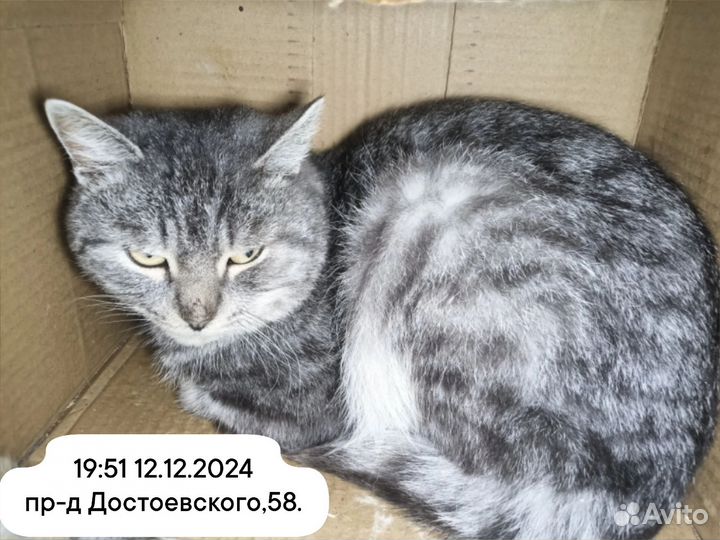 Поступившие кошки в приют