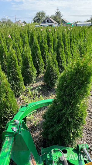 Саженцы Туя западная Смарагд