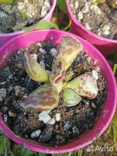 Адромискус