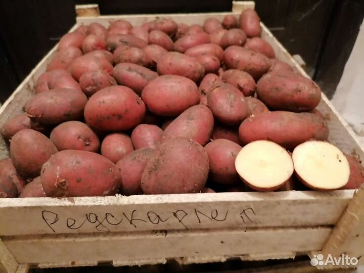 Семенной картофель