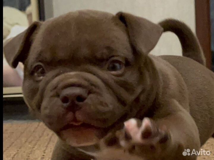 Американский булли микро экзот