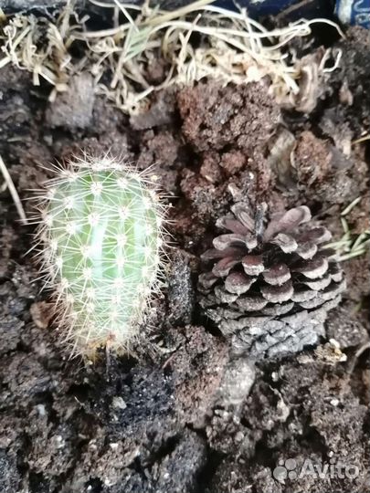 Кактус цветущий