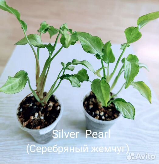 Сингониумы