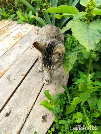 Котик в добрые руки мальчик месяцев 6