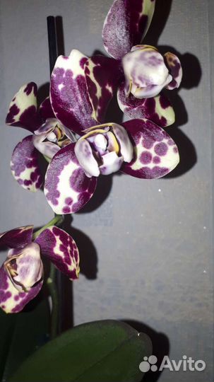 Орхидея фаленопсис Скрабл пелор