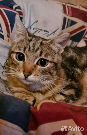 Кошка ласковая в дар