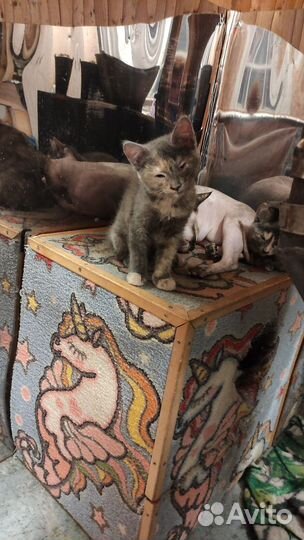 Котята в добрые руки бесплатно