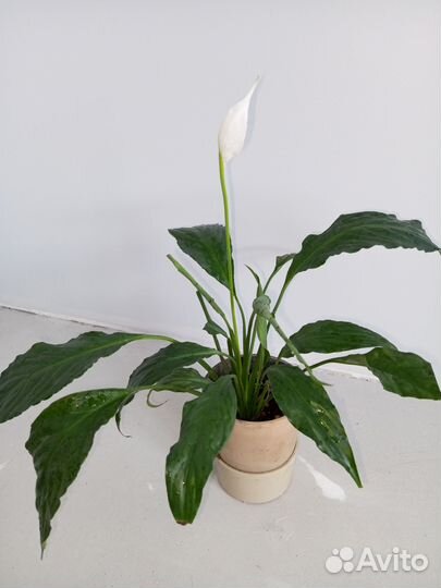 Спатифиллум