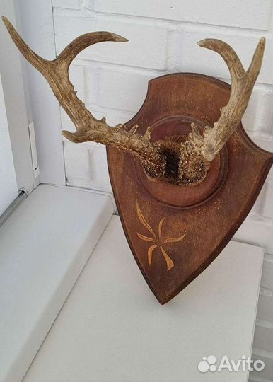 Рога косули сувенирные