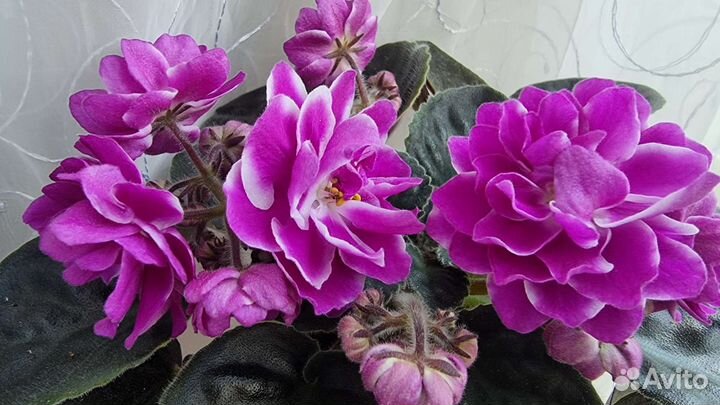 Фиалки сортовые