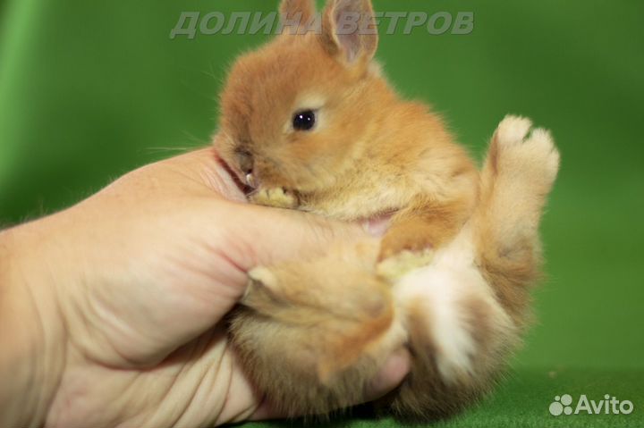 Кролик мальчик минор желтый оттер