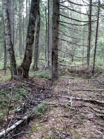 Участок 11 сот. (СНТ, ДНП)