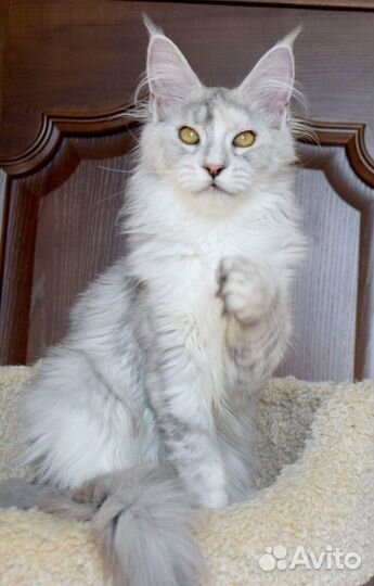 Полидактная серебряная девочка мейн кун