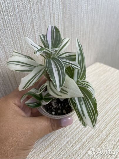 Традесканция 100