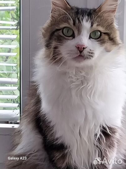 Кот в добрые руки