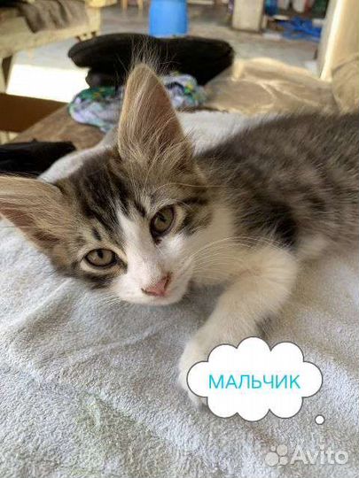 Котята 2.5 месяца в добрые руки