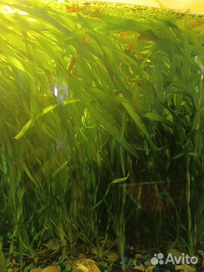 Валлиснерии