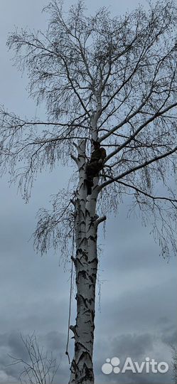 Спил деревьев