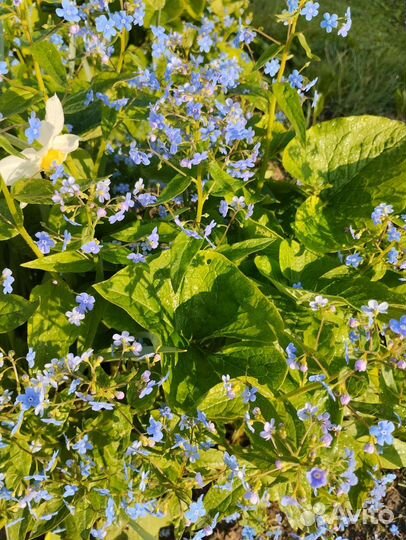 Многолетки