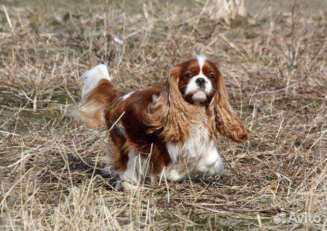 Щенки кавалеров