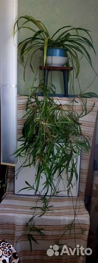 Хлорофитум