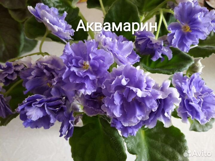 Сортовые фиалки, черенки на срез