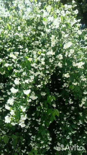 Жасмин огромный часть