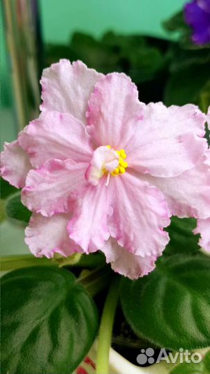 Фиалка-цветущие стартеры