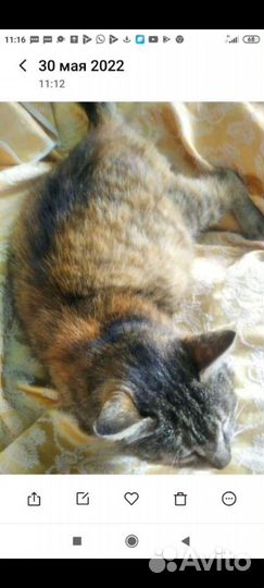 Кошечка Соня-порода европейская/стерилизована