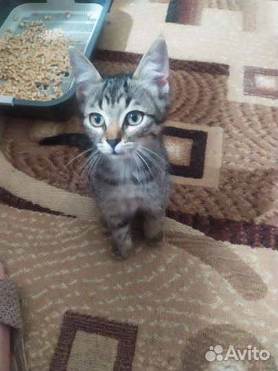 Отдам котейку в добрые руки